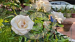 Rosa alba, the white rose of York, is a hybrid rose of unknown parentage that has been cultivated in Europe since ancient times. I