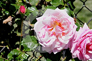 Rosa 'Aloha', Rambling Hybrid Tea Rose