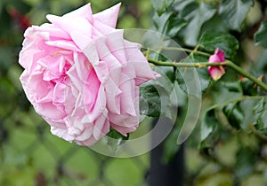 Rosa 'Aloha', Rambling Hybrid Tea Rose