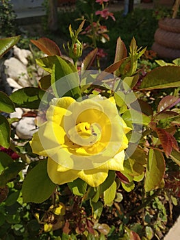 Rosa amarilla Yellow rose photo
