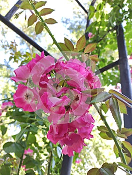 Rosa american pillar, rambler rose deep carmine-pink flowers, pink rose blooms with white center