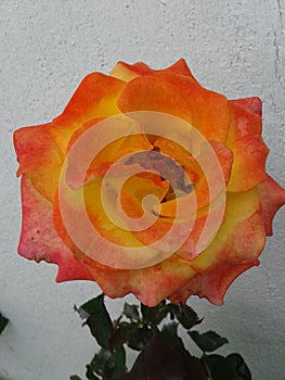 Rosa anaranjada, orange roses photo