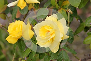 Rosa 'Anthony Meilland'