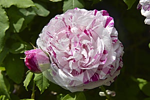 Rosa antica e bocciolo di rosa