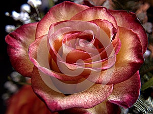 Rosa photo