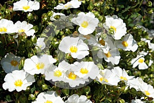 Rosa arvensis. Rosa multiflora