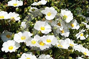 Rosa arvensis. Rosa multiflora photo