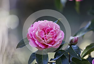 Rosa aurora,rose bengal camellia, japonica, in full bloom with blue sky background