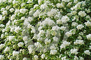 Rosa banksiae or Lady Banks rose white rose in the garden design.