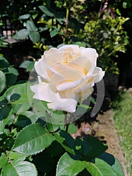 Rosa bianca fiorita photo