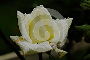 Rosa Blanca photo
