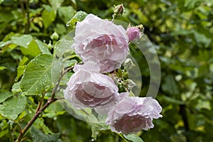 Close up of delicate pink flowers of climbing rose Rosa `Blush Noisette`, covered with water drops after rain. photo