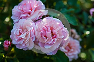 Rosa Botticelli - pink floribunda roses in the shadow of summer garden