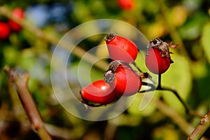 Rosa Canina