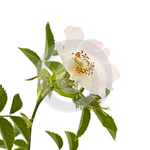 Rosa canina