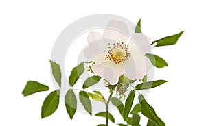 Rosa canina photo