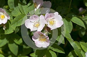 Rosa canina