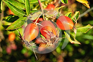 ROSA CANINA