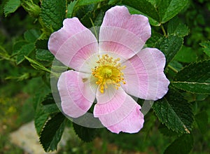 Rosa canina