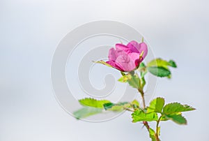 Rosa canina against the Sky