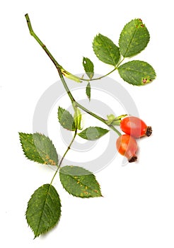 Rosa canina - Dog Rose photo