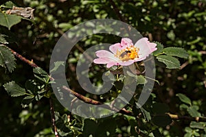 Rosa canina dog rose with bee sucking nectar of flower - spontaneous officinal plant photo