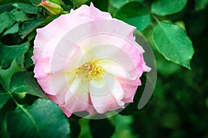 Rosa canina or dog rose fresh pink flower