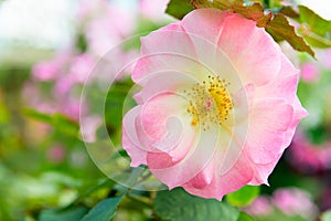 Rosa canina or dog rose fresh pink flower