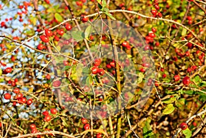 ROSA CANINA - DOG ROSE PLANT