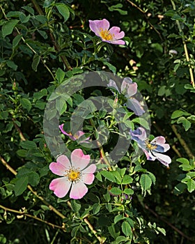 Rosa canina dog rose, spontaneous officinal plant, medicinal herb used to prepare healthy teas and therapeutic infusion photo