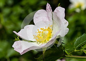 Rosa Canina flower photo