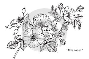 Rosa canina flower drawing and sketch.