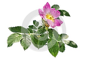Rosa canina stalk with pink flower and green leaves, isolated on white background