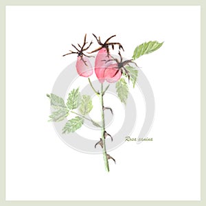 Rosa canina watercolor pictures nature stock vector illustration