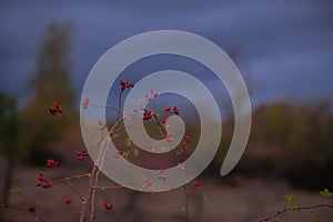 rosa canina wild plant in the nature. Dog-rose ripe medicinal fruits of red color photo