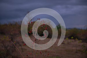 rosa canina wild plant in the nature. Dog-rose ripe medicinal fruits of red color photo