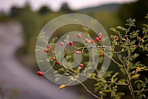 rosa canina wild plant in the nature. Dog-rose ripe medicinal fruits of red color photo
