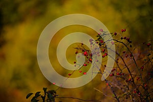 Rosa canina wild plant in the nature during fall season. Dog-rose ripe medicinal fruits in red color photo