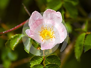 Rosa canina - Wild rose on blooming in springtime