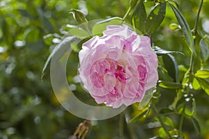 Rosa centifolia, also called cabbage rose, Provence rose or medicinal rose photo