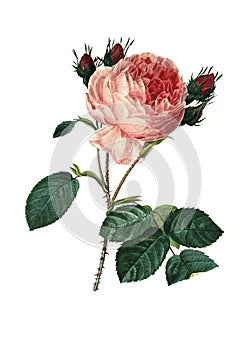 Rosa centifolia | Antique Flower Illustrations