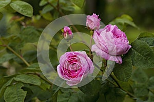 Rosa Centifolia photo