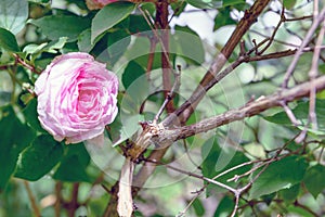 Rosa centifolia flower