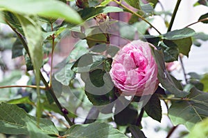 Rosa centifolia flower