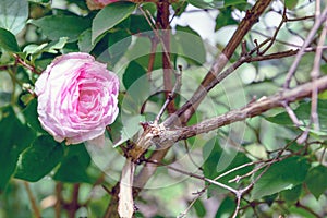 Rosa centifolia flower photo