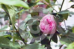 Rosa centifolia flower photo