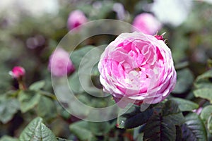 Rosa centifolia flower