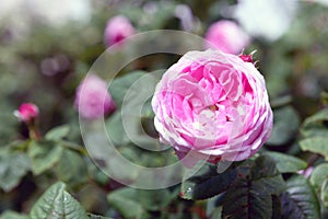 Rosa centifolia flower photo