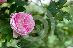 Rosa centifolia flower photo