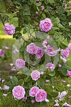 Rosa Centifolia Foliacea The Provence Rose or Cabbage Rose is a hybrid photo